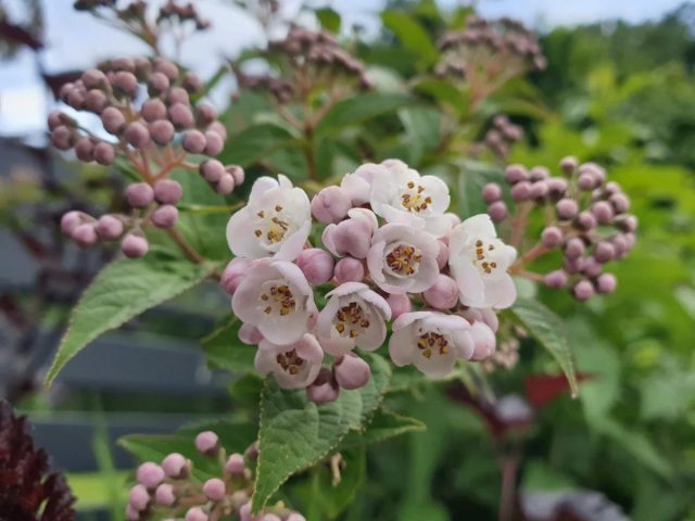 Дейция компактная "Лавендер Тайм" (Deutzia compacta 'Lavender Time')