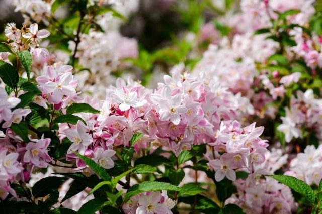 Дейция крупноцветковая (Deutzia grandiflora)