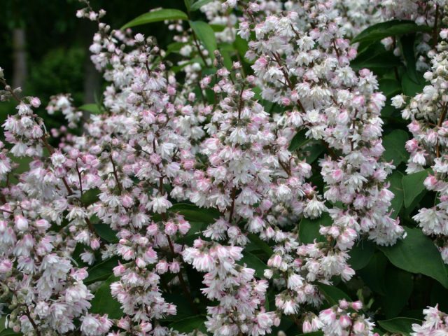 Дейция шершавая, или шероховатая "Розеа Плена" (Deutzia scabra 'Rosea Plena')
