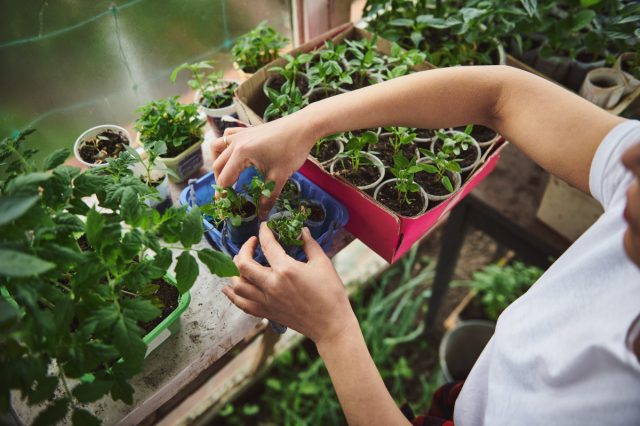 Самые опасные вредители рассады в квартире, и признаки их появления