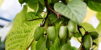 Секреты ухода за актинидией коломикта, и ее лучшие сорта