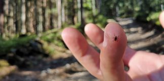 Смертельно опасный паразит: как защитить свой сад от иксодового клеща