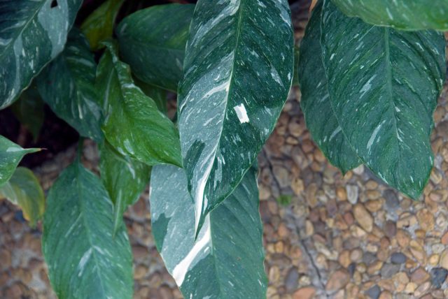 «Домино» (Spathiphyllum Wallisii ‘Domino’) — сорт среднего размера с привлекательными пестрыми листьями. «Домино» (Spathiphyllum Wallisii ‘Domino’) — сорт среднего размера с привлекательными пестрыми листьями.
