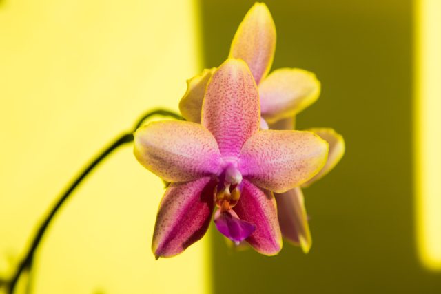 Орхидея «Свит Мемори» (Phalaenopsis ‘Sweet Memory’) Орхидея «Свит Мемори» (Phalaenopsis ‘Sweet Memory’)