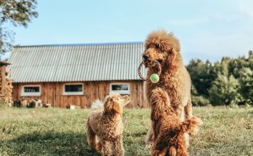 Топ 10 самых умных пород собак Топ 10 самых умных пород собак