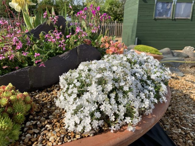 Флокс Дугласа (phlox douglasii) Флокс Дугласа (phlox douglasii)