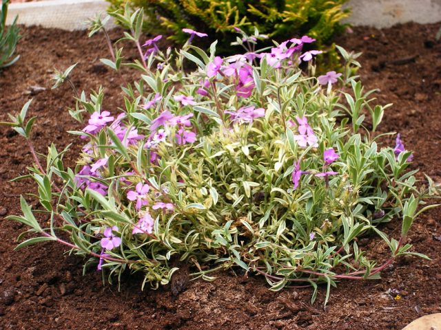 Флокс полегающий (phlox x procumbens) Флокс полегающий (phlox x procumbens)