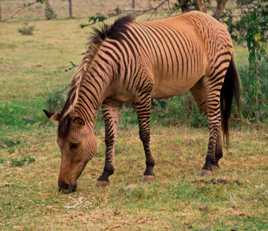 Уникальные гибриды животных, о которых вы не знали