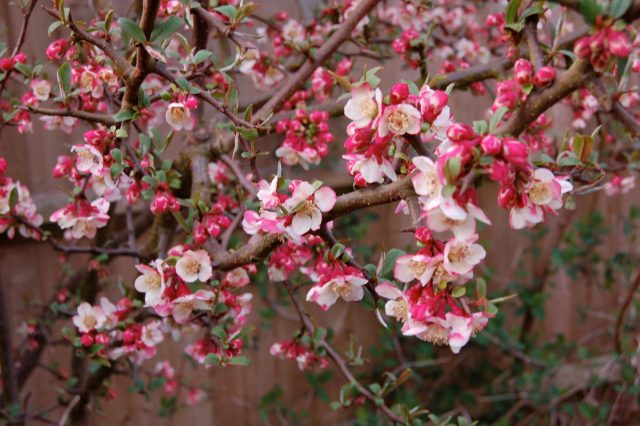 Самыми крупными плодами может похвастать хеномелес катаянский (Chaenomeles cathayensis) Самыми крупными плодами может похвастать хеномелес катаянский (Chaenomeles cathayensis)