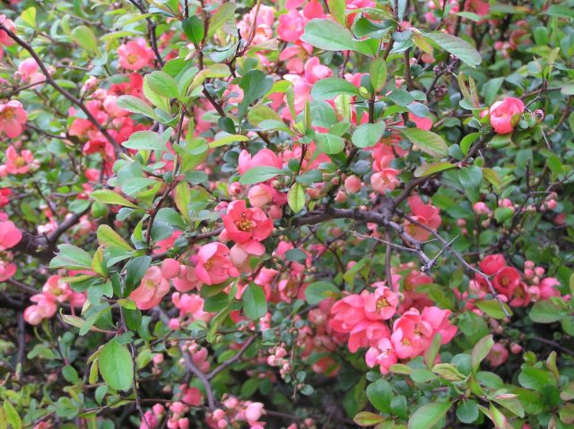 Немного меньше по размеру плоды у хеномелеса прекрасного (Chaenomeles speciosa) Немного меньше по размеру плоды у хеномелеса прекрасного (Chaenomeles speciosa)