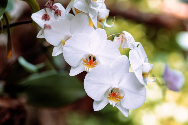 Орхидея «Уайт Дрим» (Phalaenopsis ‘White Dream’) Орхидея «Уайт Дрим» (Phalaenopsis ‘White Dream’)