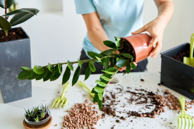 Поскольку замиокулькас растет медленно и не возражает против жизни в тесноте, его не нужно пересаживать часто. Если вы хотите сохранить размер куста, пересаживайте его каждые два года, чтобы освежить почву и улучшить дренаж.