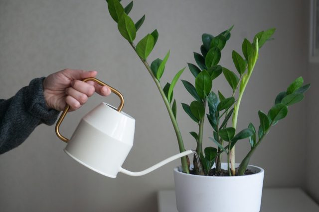 Поливайте растение примерно один раз в 2-3 недели, давая почве подсохнуть между поливами (по крайней мере верхним 5 см). Зимой полив должен быть еще реже, не позволяйте замиокулькасу долго находиться в сыром субстрате.