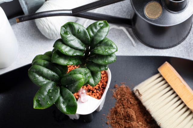 «Замикро» ('Zamicro').  Карликовый сорт, который немного меньше обычного вида.