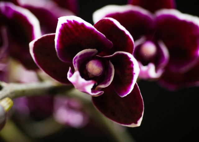 Орхидея «Зума» ((Phalaenopsis ‘Zuma’) Орхидея «Зума» ((Phalaenopsis ‘Zuma’)