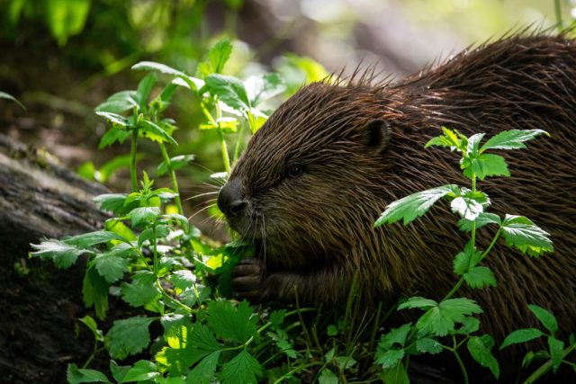Бобры уничтожают участок — методы борьбы с грызунами