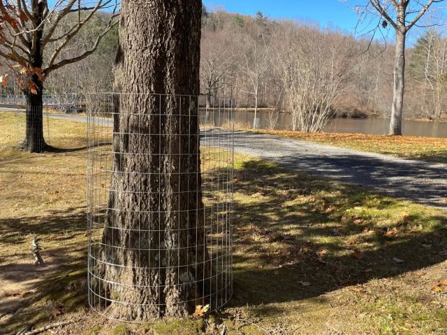 Так как кора - это основа рациона грызунов, имеет смысл защитить стволы деревьев