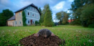 Чем вредят кроты и как защитить от них участок