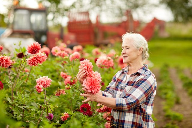 Чудесное цветение георгинов — уход от посадки до срезки Чудесное цветение георгинов — уход от посадки до срезки