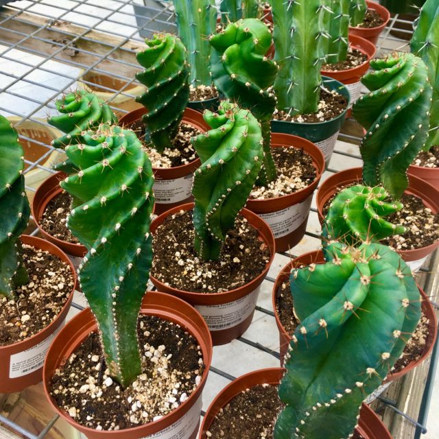 Цереус форбеси «Спиралис» (Cereus forbesii 'Spiralis') Цереус форбеси «Спиралис» (Cereus forbesii 'Spiralis')