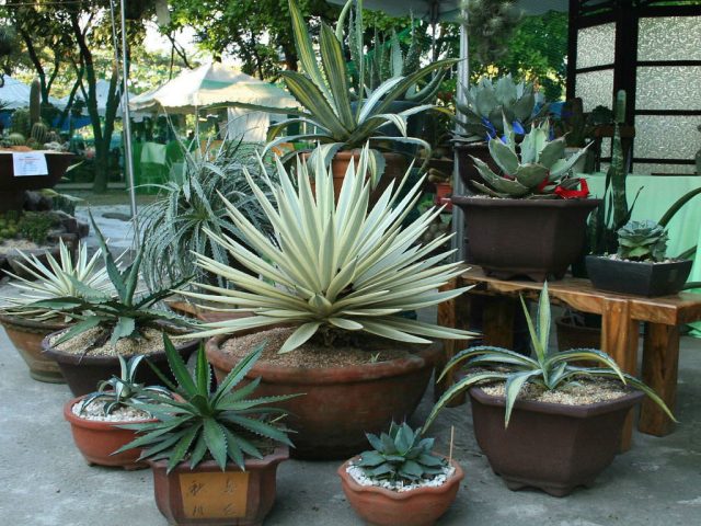 Агавы (Agave) производят неизгладимое впечатление Агавы (Agave) производят неизгладимое впечатление
