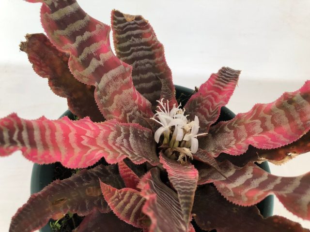 Криптантус «Элайн» (Cryptanthus 'Elaine') Криптантус «Элайн» (Cryptanthus 'Elaine')