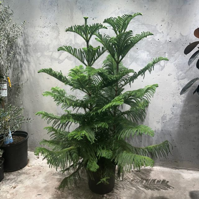 Араукария (Araucaria) одна из немногих комнатных хвойных растений Араукария (Araucaria) одна из немногих комнатных хвойных растений
