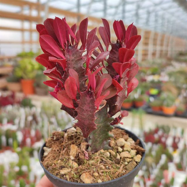 Молочай трехгранный «Рубра» (Euphorbia trigona 'Rubra') Молочай трехгранный «Рубра» (Euphorbia trigona 'Rubra')