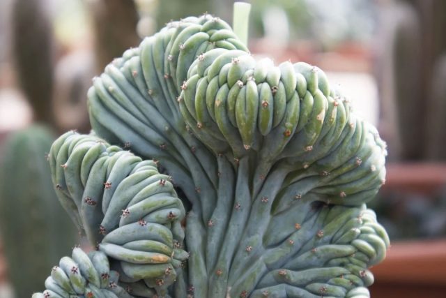 Миртиллокактус «Форма Кристата» (Myrtillocactus geometrizans 'Forma Cristata') Миртиллокактус «Форма Кристата» (Myrtillocactus geometrizans 'Forma Cristata')