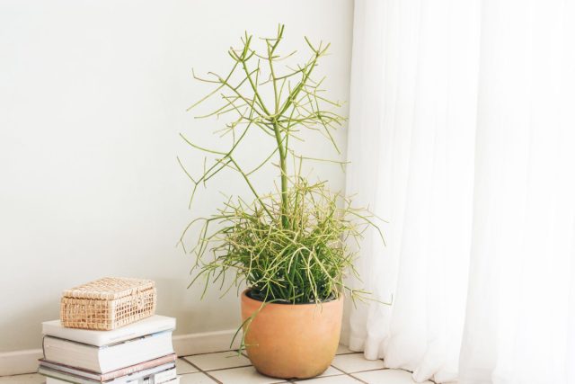 Молочай тирукалли (Euphorbia tirucalli) Молочай тирукалли (Euphorbia tirucalli)