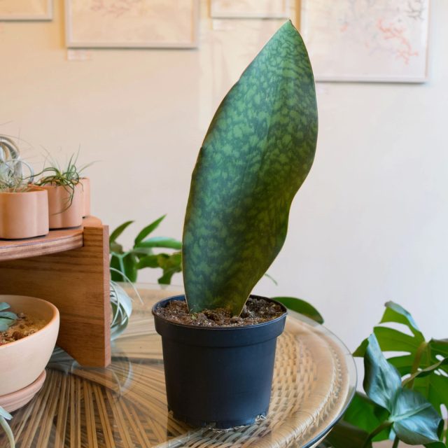 Сансевиерия Масониана «Китовый плавник» (Sansevieria masoniana 'Whale Fin') Сансевиерия Масониана «Китовый плавник» (Sansevieria masoniana 'Whale Fin')