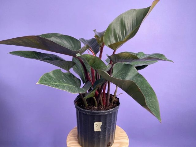 Филодендрон «Конго Роджо» (Philodendron 'Congo Rojo') Филодендрон «Конго Роджо» (Philodendron 'Congo Rojo')