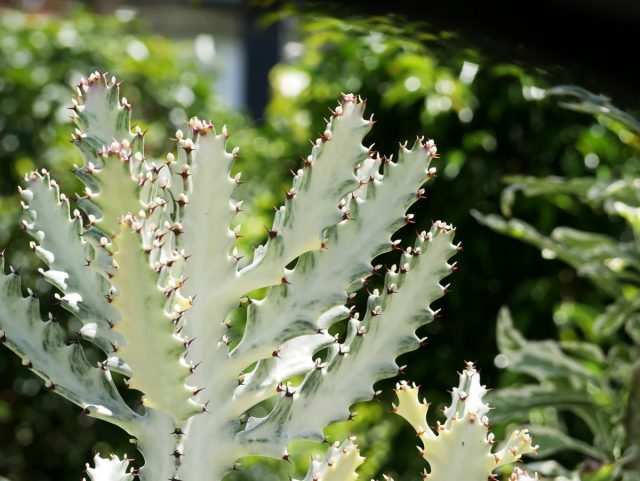 Молочай «Вайт Гоуст» (Euphorbia lactea 'White Ghost') Молочай «Вайт Гоуст» (Euphorbia lactea 'White Ghost')