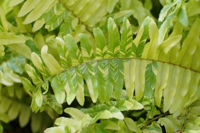 «Тайгер» (Nephrolepis exaltata ‘Tiger’) – интересный сорт с мраморным окрасом листвы. «Тайгер» (Nephrolepis exaltata ‘Tiger’) – интересный сорт с мраморным окрасом листвы.