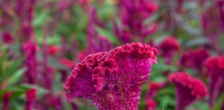 Фантастический цветник — декоративные растения инопланетного облика - Декоративные кустарники Фантастический цветник: декоративные растения инопланетного облика