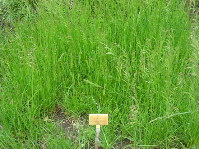 Мятлик луговой (poa pratensis) Мятлик луговой (poa pratensis)
