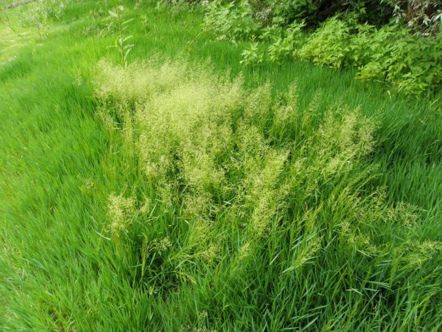 Полевица тонкая (agrostis tenuis) Полевица тонкая (agrostis tenuis)