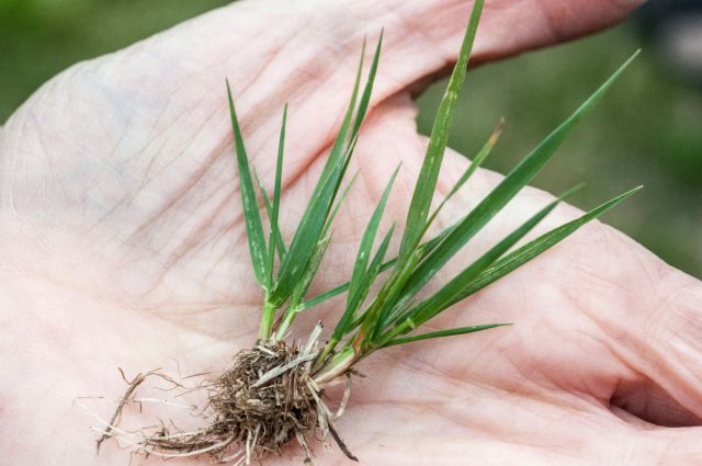 Овсяница красная (festuca rubra) Овсяница красная (festuca rubra)