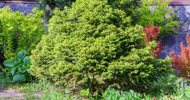 Как правильно позаботиться о хвойных в своем саду