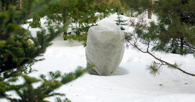Некоторые сорта туй, кипарисовиков, елей и сосен, всё-таки, укрывают от холодов, тем более, если они высаживались предыдущей осенью