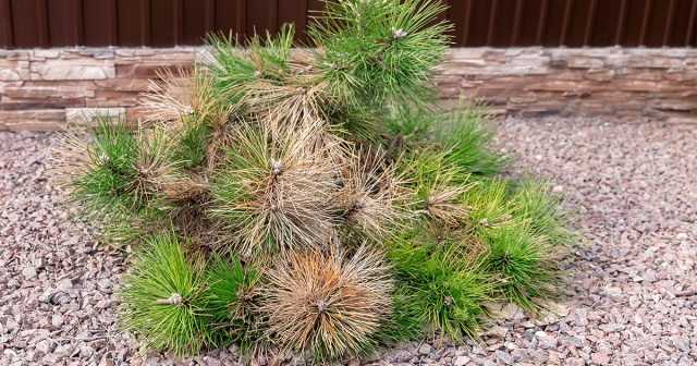 При лёгкой степени ожога желтеет хвоя, в дальнейшем погибают прошлогодние побеги