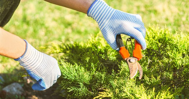 Большинство хвойных культур с ранней весны нуждаются только в санитарных обрезках