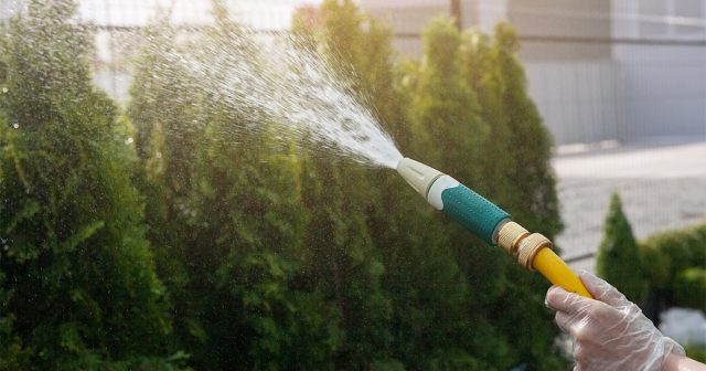 После зимовки также крайне полезно вечером после захода солнца провести дождевание по кроне, чтобы смыть все зимние загрязнения