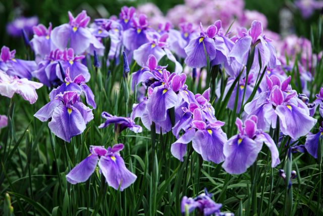 Какими бывают ирисы — подборка удивительных сортов Какими бывают ирисы — подборка удивительных сортов