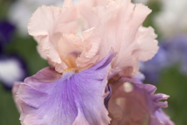 Ирис «Флорентин Силк» ('Florentine Silk') Ирис «Флорентин Силк» ('Florentine Silk')