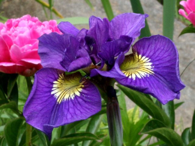 Ирис «Дабл Стандартс» ('Double Standards') Ирис «Дабл Стандартс» ('Double Standards')