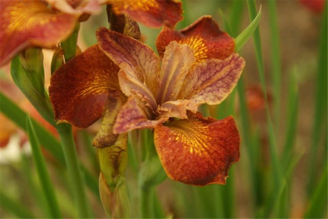 Ирис «Паприкаш» ('Paprikash') Ирис «Паприкаш» ('Paprikash')