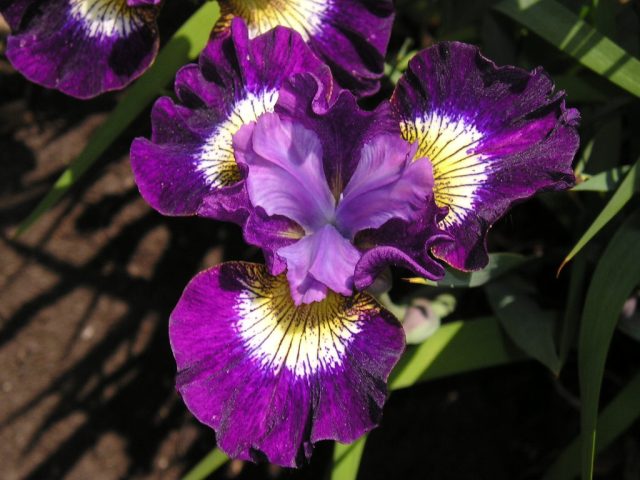 Ирис «Контраст ин Стайлс» ('Contrast in Styles') Ирис «Контраст ин Стайлс» ('Contrast in Styles')