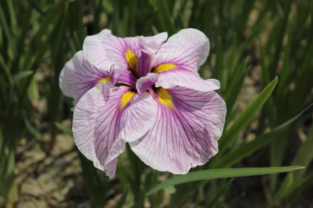 Ирис «Грейвудс Катрина» ('Greywoods Catrina') Ирис «Грейвудс Катрина» ('Greywoods Catrina')