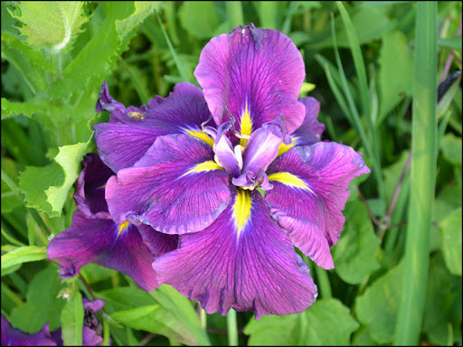Ирис «Вайн Раффлз» ('Wine Ruffles') Ирис «Вайн Раффлз» ('Wine Ruffles')